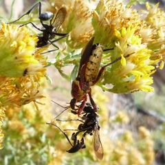 Apiomerus flaviventris