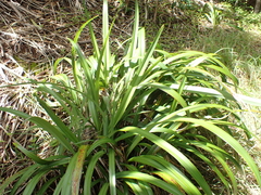Dianella intermedia