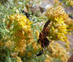 Apiomerus flaviventris