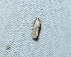Platphalonidia magdalenae