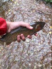 Oncorhynchus clarkii