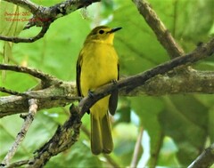 Iole indica