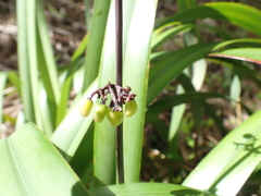 Dianella intermedia