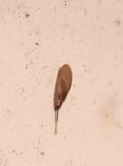 Sisyra apicalis