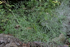 Arracacia tolucensis