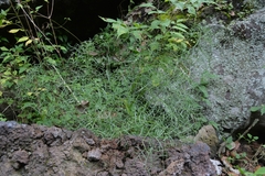 Arracacia tolucensis