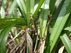 Dianella intermedia