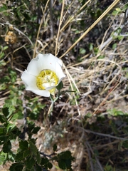 Calochortus gunnisonii