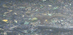 Sciurus lis