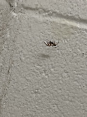 Steatoda nobilis