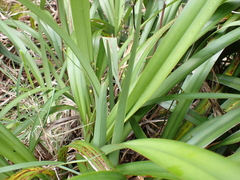 Dianella intermedia