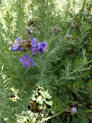 Polemonium