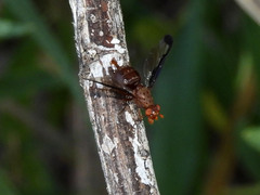 Diacrita costalis