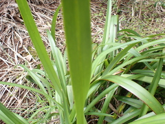 Dianella intermedia