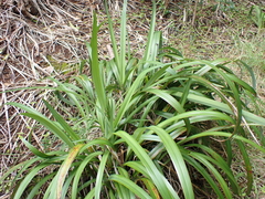 Dianella intermedia
