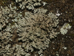 Phaeophyscia squarrosa