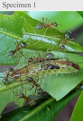 Arhopala