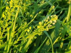 Lepidium densiflorum