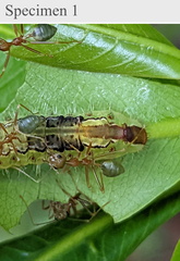 Arhopala