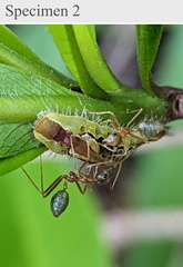 Arhopala