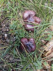 Tricholoma fracticum