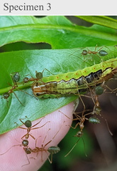 Arhopala