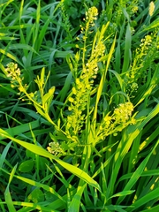 Lepidium densiflorum