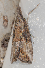 Hypena minualis