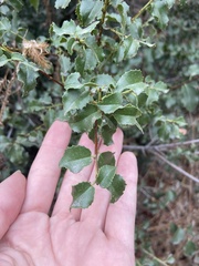 Prunus ilicifolia