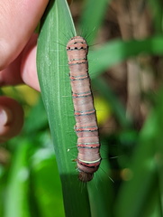 Coenotoca subaspersa