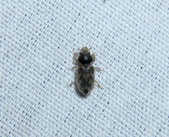 Heterocerus fenestratus