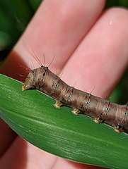 Coenotoca subaspersa