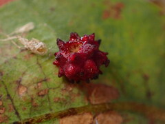 Cynips quercusechinus