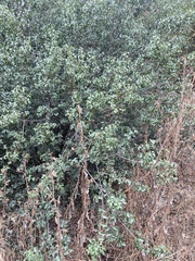 Prunus ilicifolia