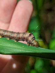 Coenotoca subaspersa