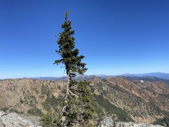 Pinus balfouriana