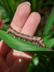 Coenotoca subaspersa