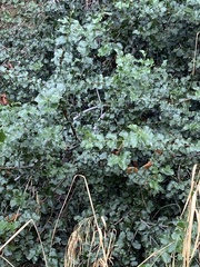 Prunus ilicifolia