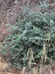 Prunus ilicifolia