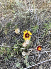 Gaillardia aristata