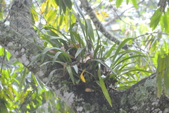Oncidium leleui