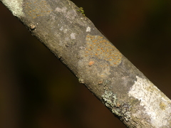 Caloplaca cerina