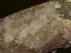 Lecidea varians