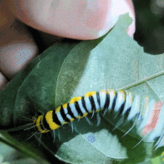 Avatha subumbra