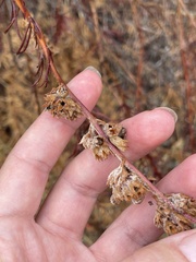 Trichostema lanatum