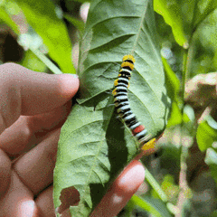 Avatha subumbra