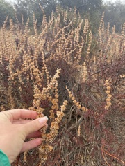 Trichostema lanatum