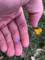 Wahlenbergia gracilis