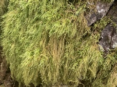 Pseudisothecium stoloniferum