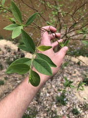 Wikstroemia indica